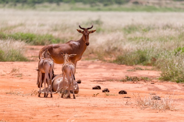 Photo a family of topi antelopes in the kenyan savannah