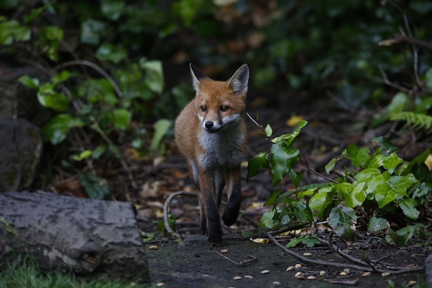 A family of urban foxes exploring in the garden