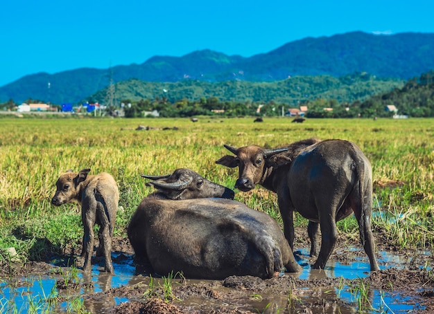 Family of Water Buffalo Standing graze Together rice grass field meadow sun forested mountains background clear sky Landscape scenery beauty of nature animals concept late summer early autumn day