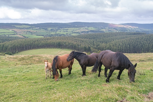 Family of wild horses with their foal in the meadow