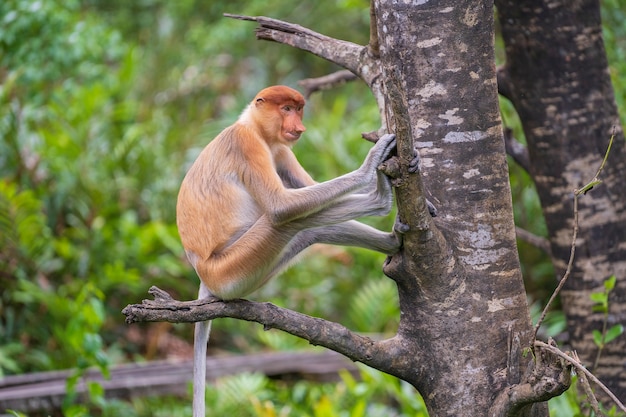 Family of wild Proboscis monkey or Nasalis larvatus or Dutch monkey, in the rainforest of island Borneo, Malaysia, close up. Amazing monkey with a massive pendulous nose