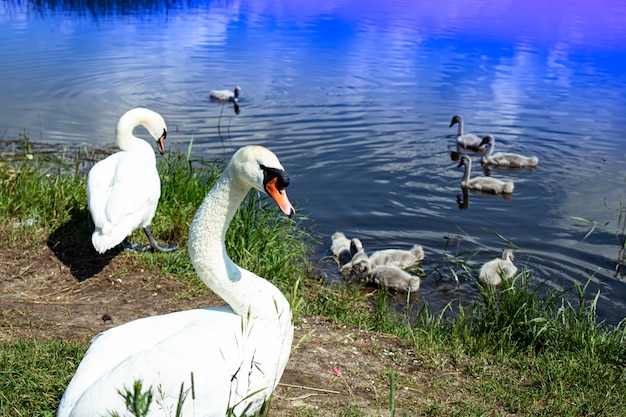 Family of wild swans on the lake. Strong proud bird. Natural wildlife.