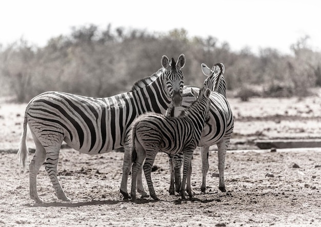 Photo a family of zebras at etosha national park