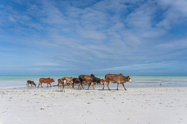 Family of zebu cattle walking along the beach near sea water of Zanzibar island Tanzania Africa Cows and bull with a calf on nature