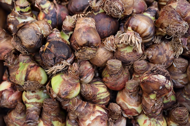 The famous Amsterdam flower market (Bloemenmarkt). Bulbs of irises.