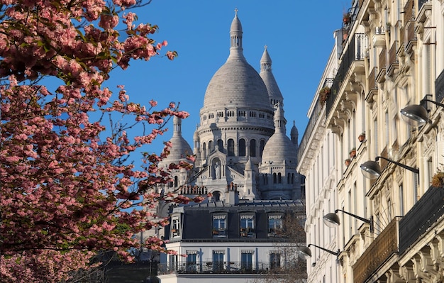 The famous basilica Sacre Coeur and cherry blossom tree in the foreground Paris France