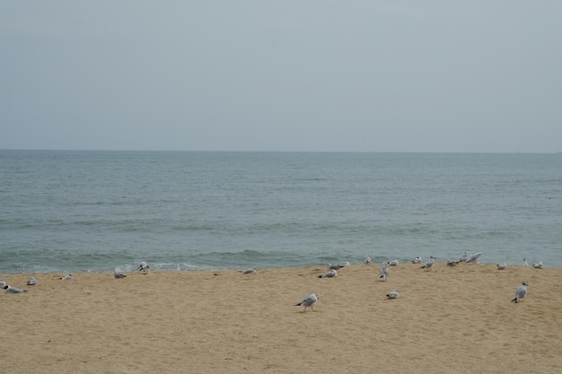 Famous haeundae beach in busan south korea