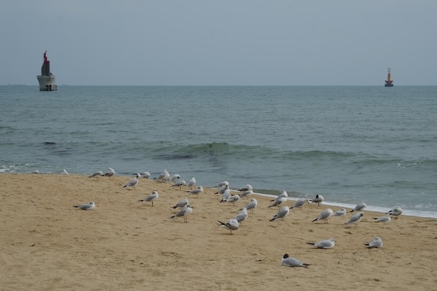 Famous haeundae beach in busan south korea