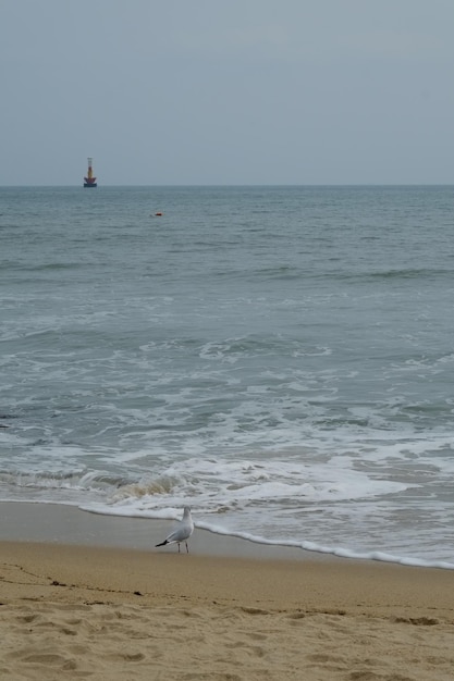 Famous haeundae beach in busan south korea