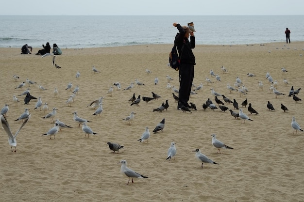 Famous haeundae beach in busan south korea