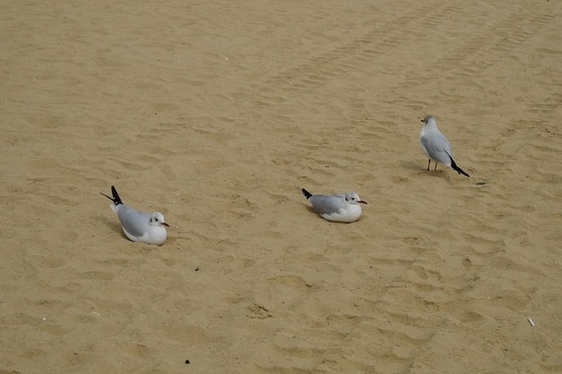 Famous haeundae beach in busan south korea