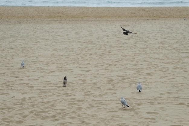 Famous haeundae beach in busan south korea