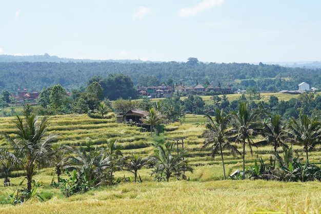 Famous Jatiluwih Rice terraces in Bali Tabanan Indonesia