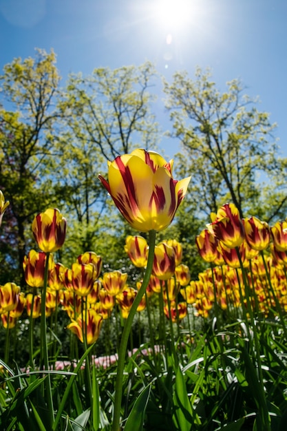 The famous Netherlands tulips.