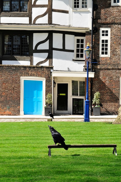 Famous ravens of White tower in London UK