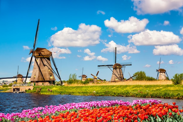 Famous windmills in Kinderdijk village with a tulips flowers flowerbed in Netherlands