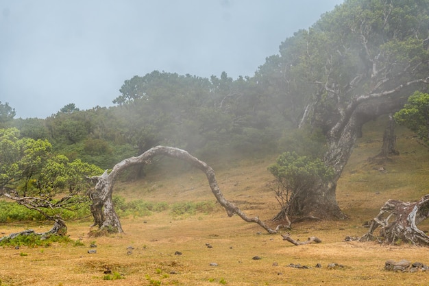 Fanal forest with fog in Madeira thousandyearold laurel trees beautiful landscape