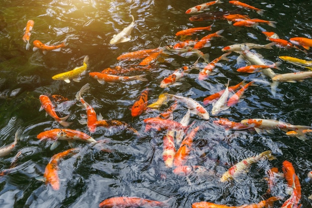 Fancy carp or Called Koi fish swimming in carp pond