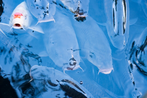 Fancy Carp in water lake