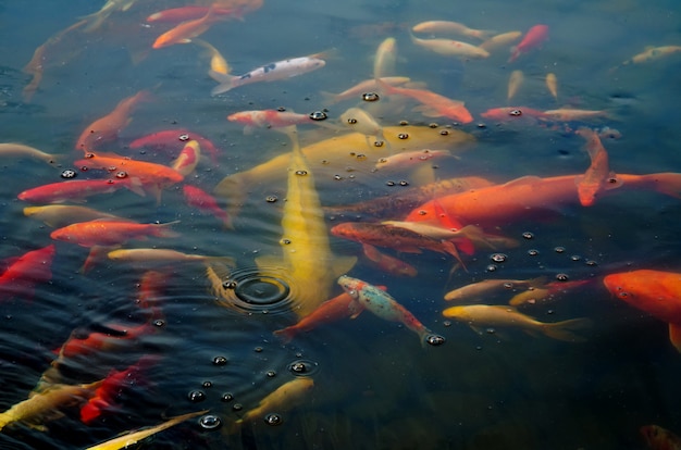 Fancy colorful koi fish swimming in the artificial pond