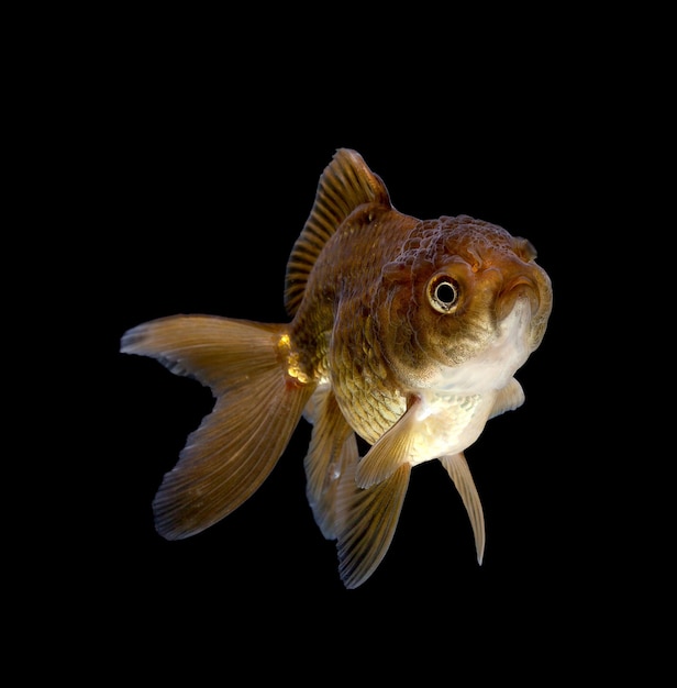 Fancy goldfish isolated on black background