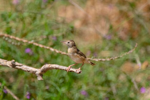 Fantailed warbler Cisticola juncidis Malaga Spain