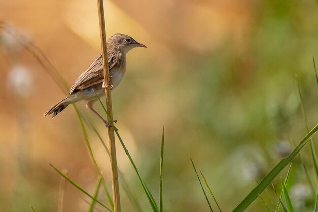 Fantailed warbler Cisticola juncidis Malaga Spain