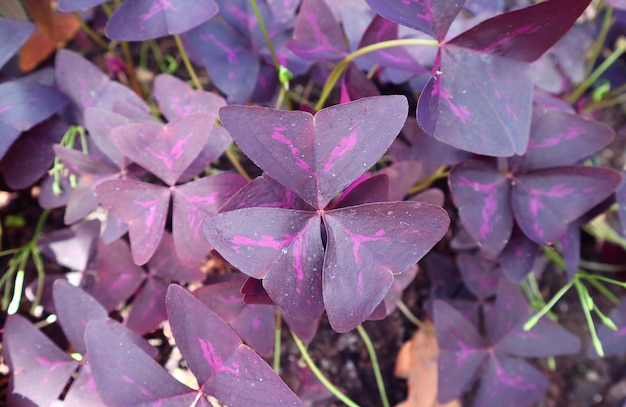 Fantastic Deep Purple Leaves with Hot Pink Pattern of False Shamrock Plant