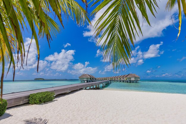 Fantastic Maldives land beach, coastline with palm trees, white sand and water villas. Luxury summer