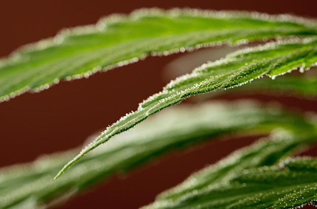 fantastic marijuana leaf with dark brown background and details