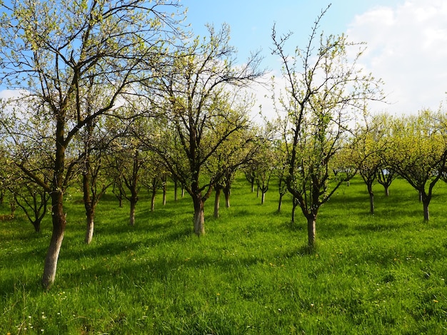 Fantastic ornamental garden with lush blooming trees on an idyllic sunny day Picturesque image of trees in a charming garden Blooming apple orchard in spring Europe Serbia Wonderland