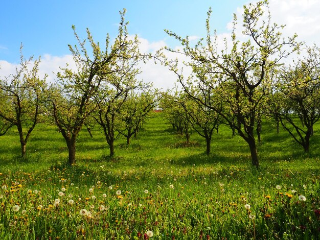 Fantastic ornamental garden with lush blooming trees on an idyllic sunny day Picturesque image of trees in a charming garden Blooming apple orchard in spring Europe Serbia Wonderland