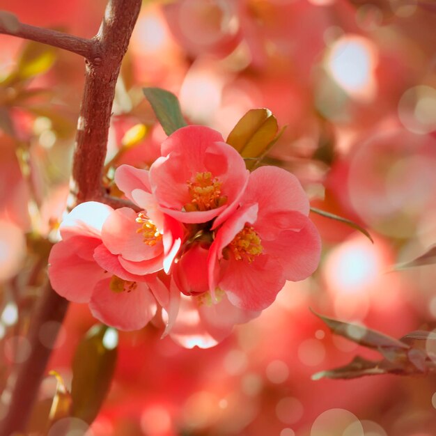 Fantastic spring or summer natural pink background with blooming Japanese quince place for text blurred image soft focus