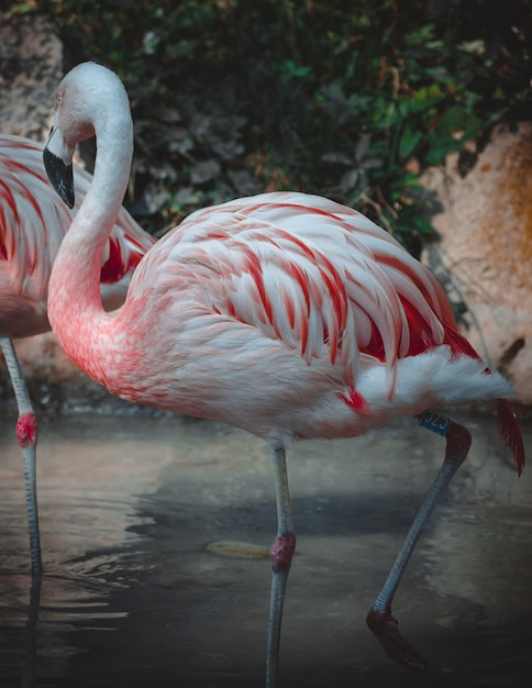 Photo a fantastic view on some lovely flamingos