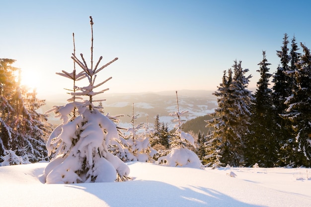 Fantastic winter landscape Blue sky Carpathian Ukraine Europe Beauty world