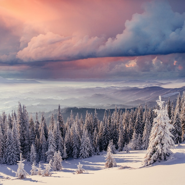 Fantastic winter landscape. Magic sunset in the mountains a frosty day. On the eve of the holiday. The dramatic scene. Carpathian, Ukraine, Europe. Happy New Year