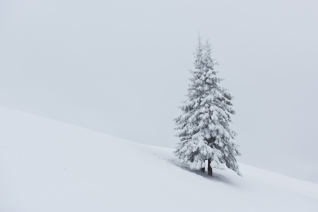 Fantastic winter landscape with one snow tree. Carpathians, Ukraine, Europe