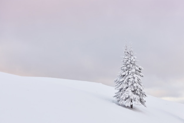 Fantastic winter landscape with one snow tree. Carpathians, Ukraine, Europe