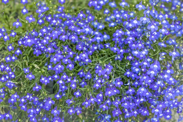 Fantasy Gentle Floral Background - Blue Flowers Defocused. A flowerbed for the background of many small small blue flowers. Texture, pattern, blank.