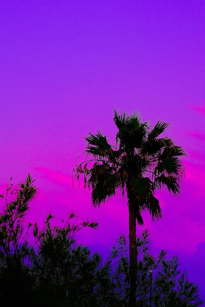 Fantasy minimalistic sunrise. Shadow palm trees and unicorn pink sky. Relax wallpaper