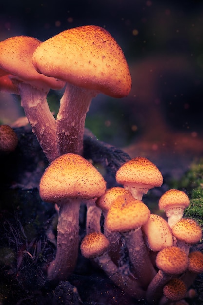 Fantasy mushrooms in mystery woodland. Glowing mushrooms in the night forest