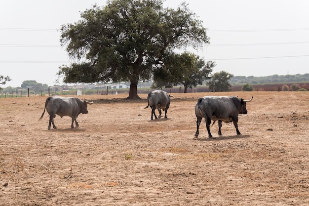 Farm bullring in Seville Spain