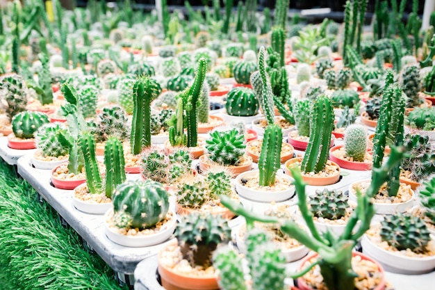 Farm cactus to plant variety of species