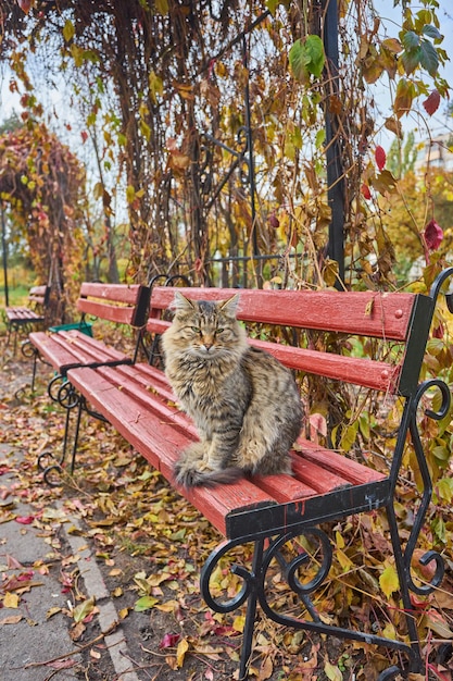 Photo farm cat enjoying the late afternoon sun sitting on a bench