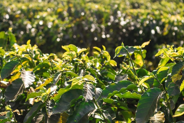 Farm coffee plantation on a sunny day concept image