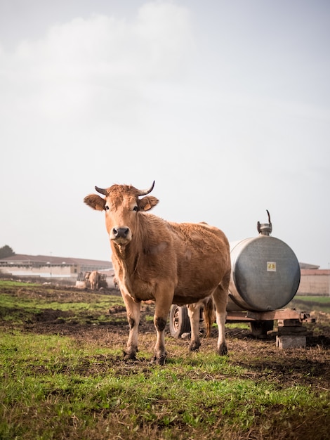 Farm cow portrait