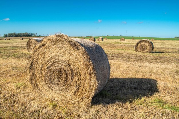 Farm enviroment