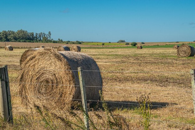 Farm enviroment