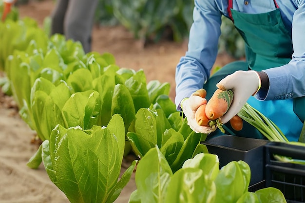 Farm fresh vegetables and fruits