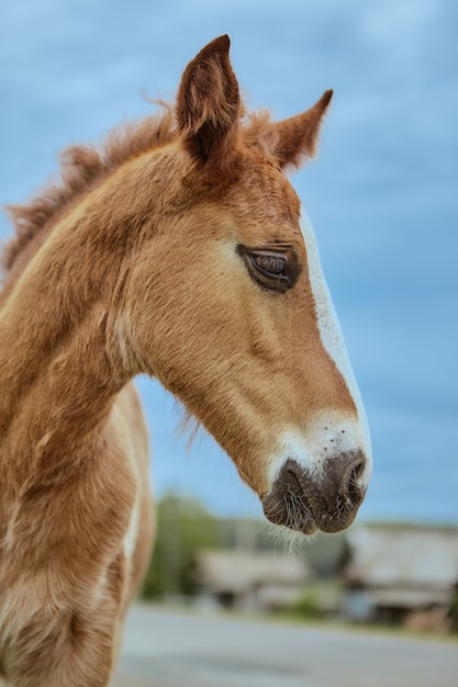 Farm horse outdoors